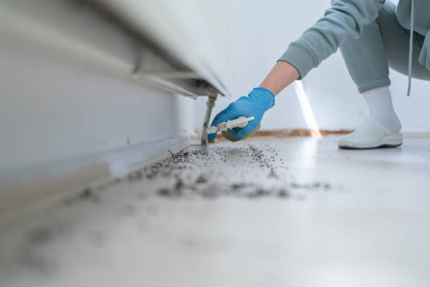 Best Rat Extermination Near Me  in Cologne, NJ